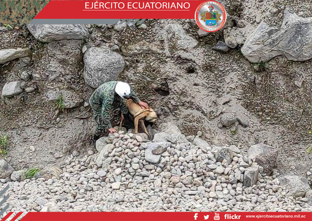 Equipos caninos de la Brigada Patria se entrenan para cumplir misiones