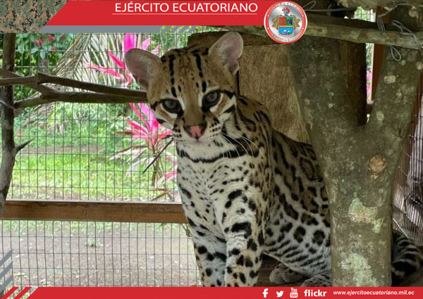 Ejército contribuyó en la liberación de fauna silvestre