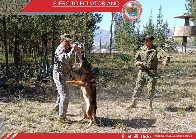 Canes militares son adiestrados para la lucha contra el terrorismo en Ecuador