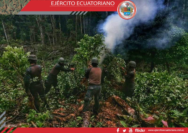 Militares destruyeron 10 mil plantas de coca